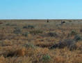 #3: A few of the many red kangaroos that live here.