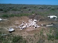 #5: Cow skeleton a few meters from the point