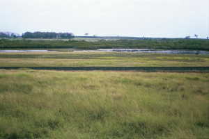 #1: Looking towards the confluence (400m away; probably within the swampy area)