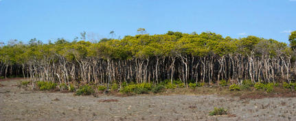 #1: Mangroves at the confluence.