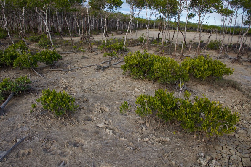 The confluence point lies in this bare patch of ground, just in front of a thick patch of mangroves