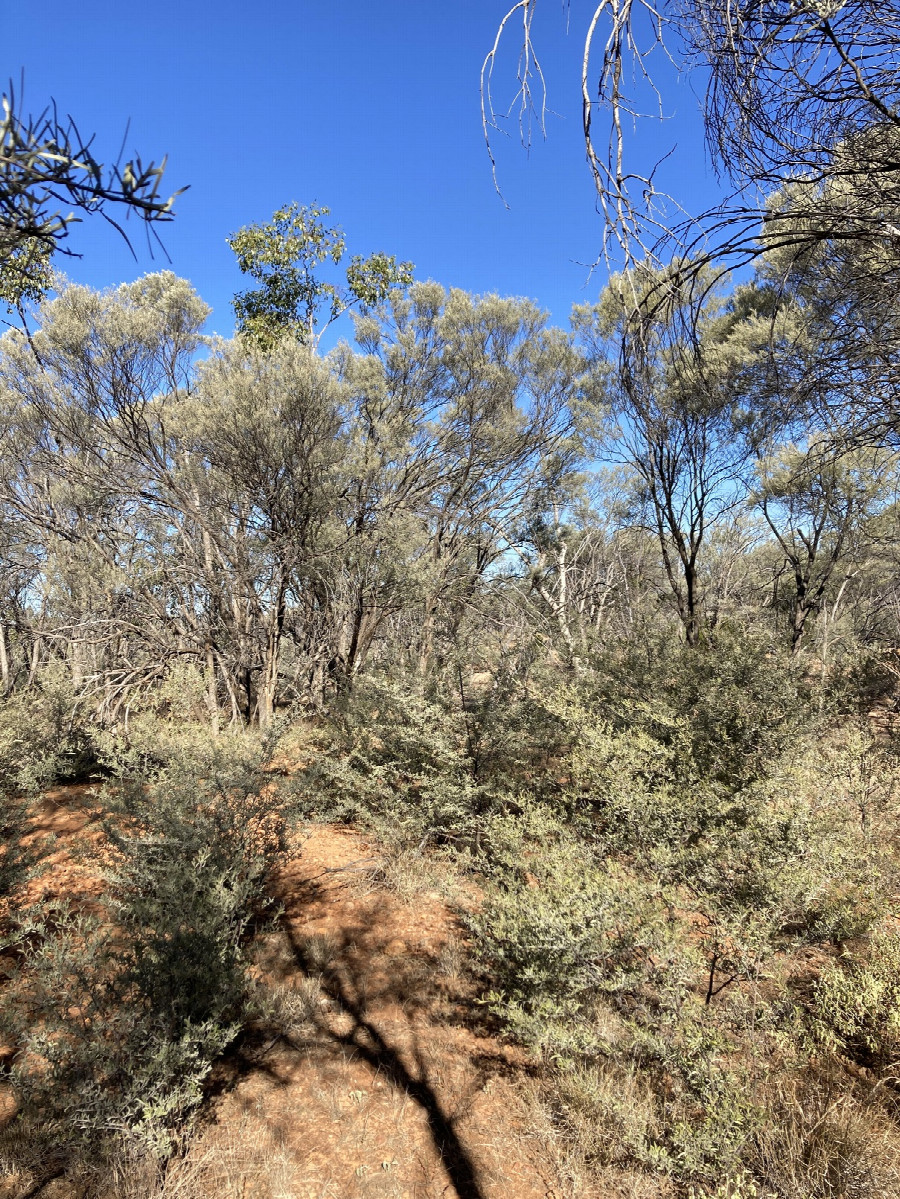 South view with many mulga trees on the bank of the creek