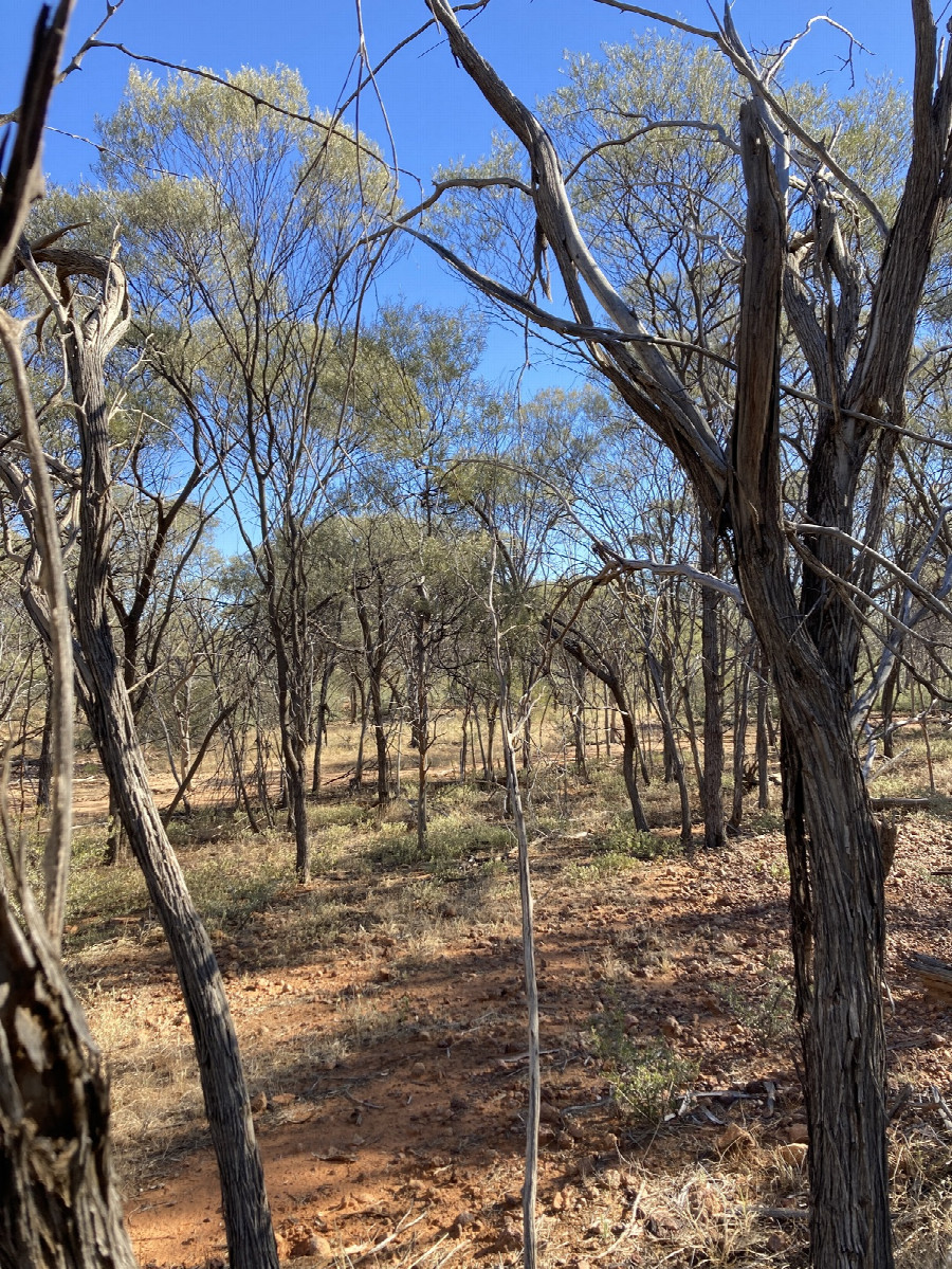 West view with the empty creek and the ''path'' to the track