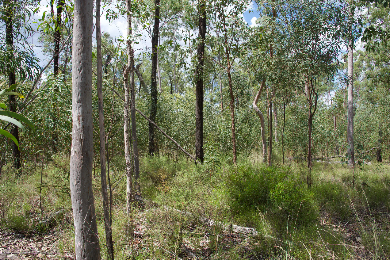The confluence point lies in bushland, just off an old road cut.  (This is also a view to the East.)