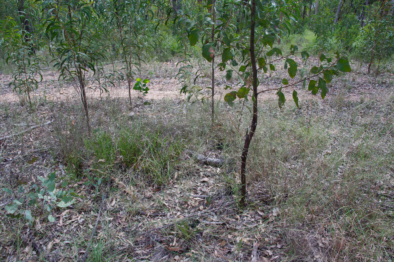 Ground cover at the confluence point