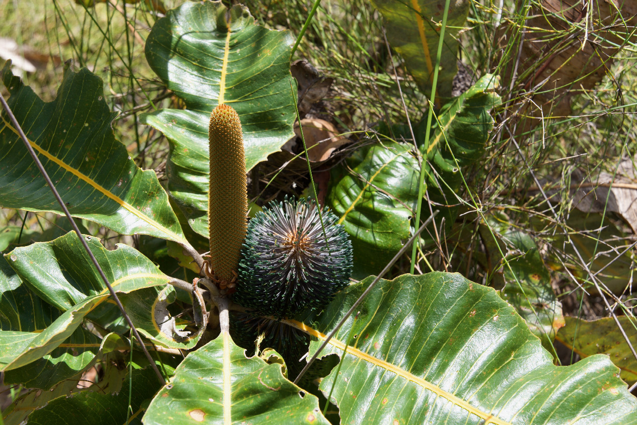 Interesting flowers growing near the point