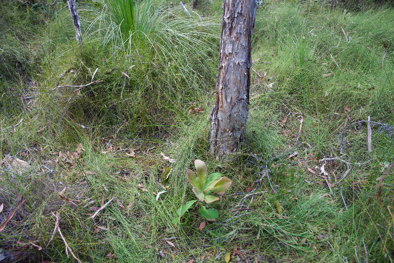 Ground cover at the confluence point