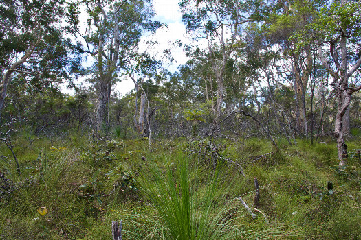 #1: The confluence point lies in bush, 150m from the nearest road.  (This is also a view to the North.)
