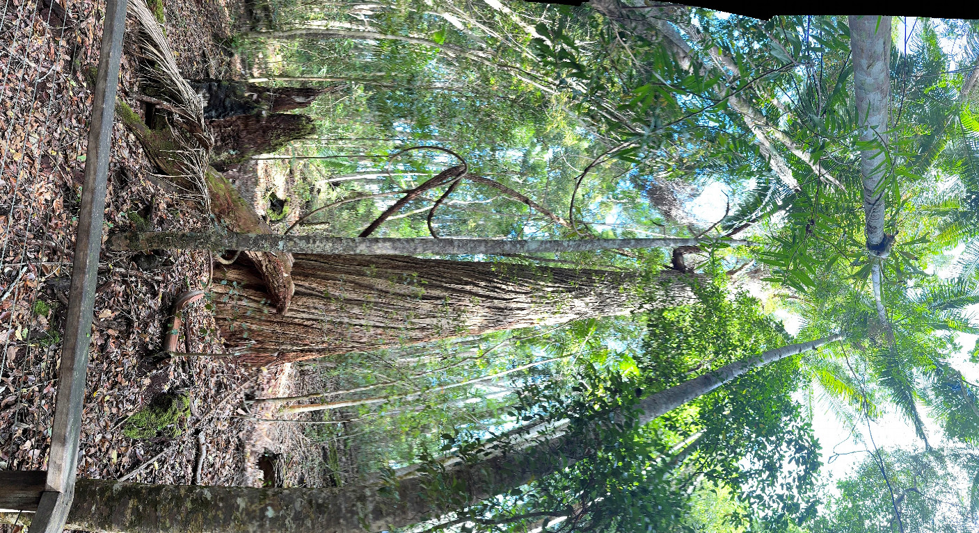 Terpentinenbaum (Syncarpia hillii)