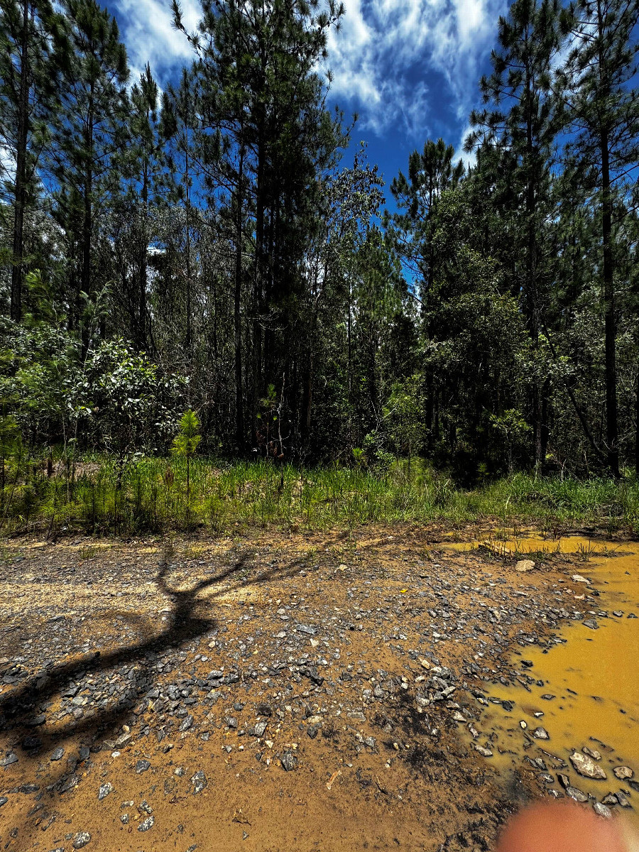 hier geht es in den Wald