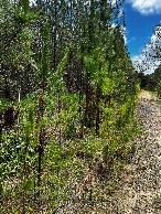 #8: auf dem Spaziergang