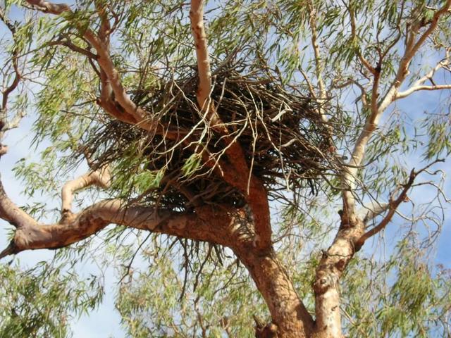 Wedge Tail Eagle Nest/Tree