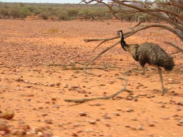 Startled Emu