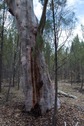 #7: A large gum tree, 15 metres from the confluence point