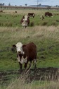 #7: Curious Confluence Cattle!
