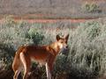 #4: Dingo (native dog) The only animal we saw for days