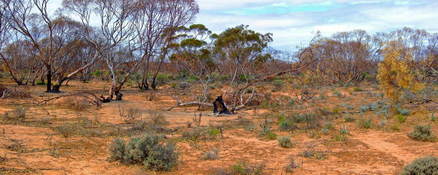 #1: General View of Confluence with Lone Mallee Tree that escaped the Fire