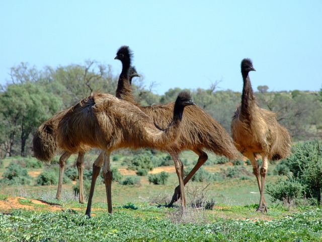 Wild Emus near the Customs House