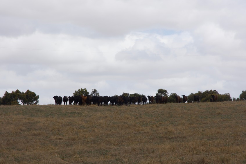 A close-up of the cattle watching from the ridgeline, south of the point 