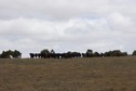 #7: A close-up of the cattle watching from the ridgeline, south of the point 