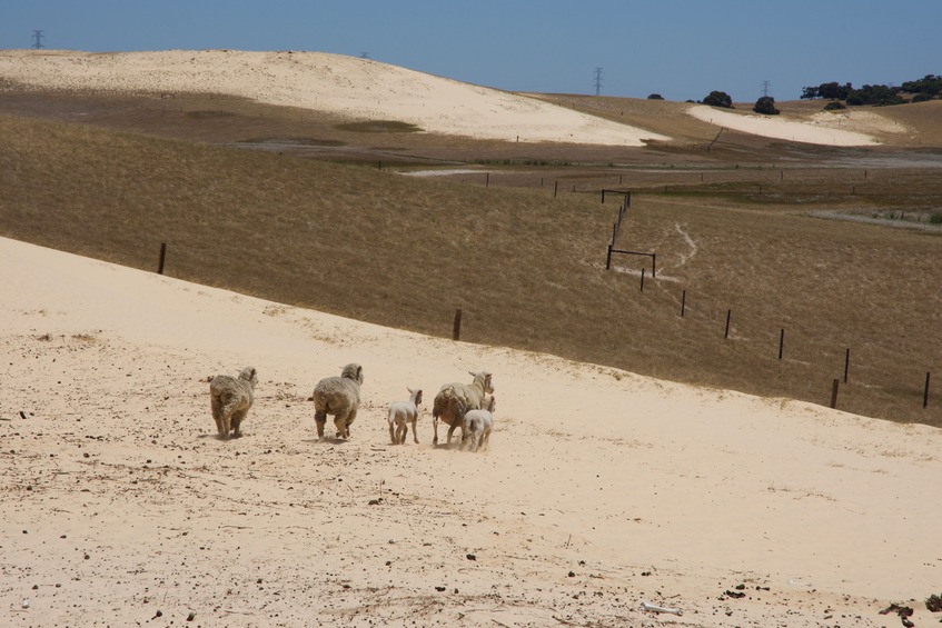 Sheep wandering over a sand dune - about 1.5 km south of the point