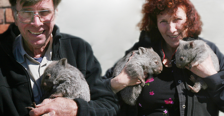 Sub-species of the Common Wombat (Vombatus ursinus ursinus) found only on Flinders Island