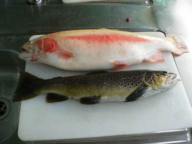Catch of the day: golden and brown trout.