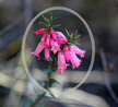 #10: Wild Flower growing at Confluence