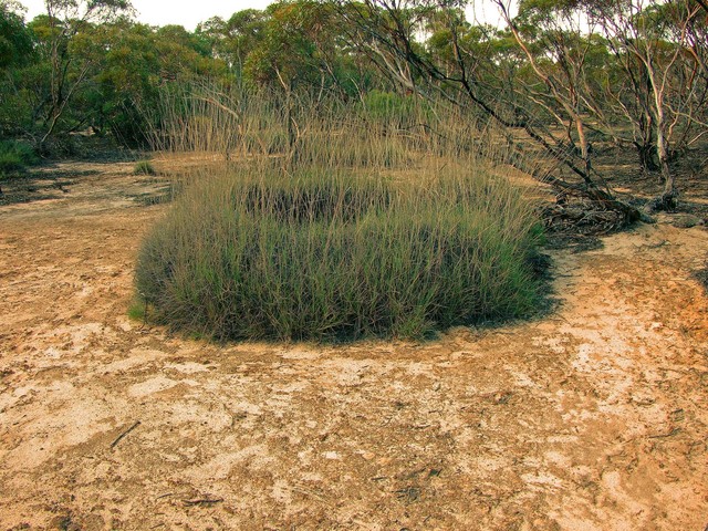 Large Spinifex Ring seen while walking to the Confluence