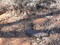 #8: Shingleback or stumpy-tailed lizard, a species of blue-tongued lizard (Tiliqua rugosa)