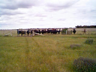 #1: Some bovine spectators