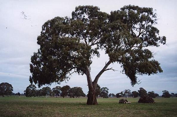 A river red gum taken from the gate.