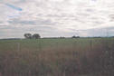 #6: View west from the road, across the paddock.