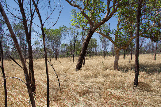 #1: The confluence point lies in long grass, among thinly-spaced trees.  (This is also a view to the South.)