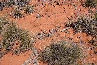 #5: Ground cover at the confluence point