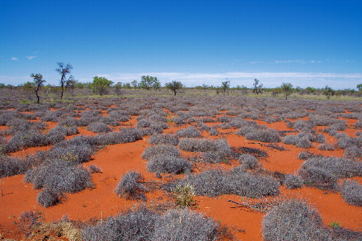 #1: The confluence point lies in flat scrubland, next to a dirt road.  (This is also a view to the South.)