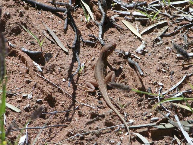 Numerous small lizards scuttled away as we walked to the confluence