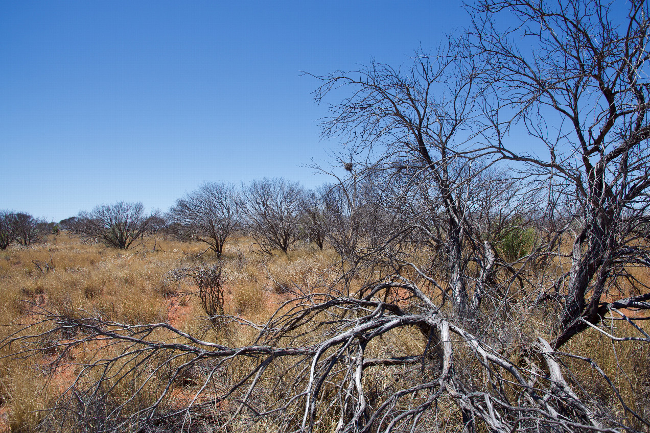 The confluence point lies at the base of this tree.  (This is also a view to the East; note the bird’s nest atop the tree in the background.)