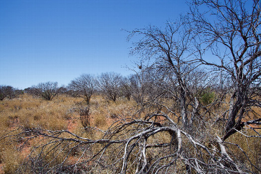 #1: The confluence point lies at the base of this tree.  (This is also a view to the East; note the bird’s nest atop the tree in the background.)