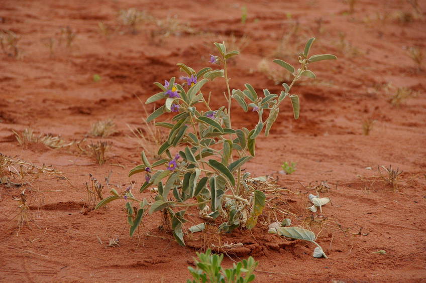 Native Desert Raisin growing Metres from the Confluence