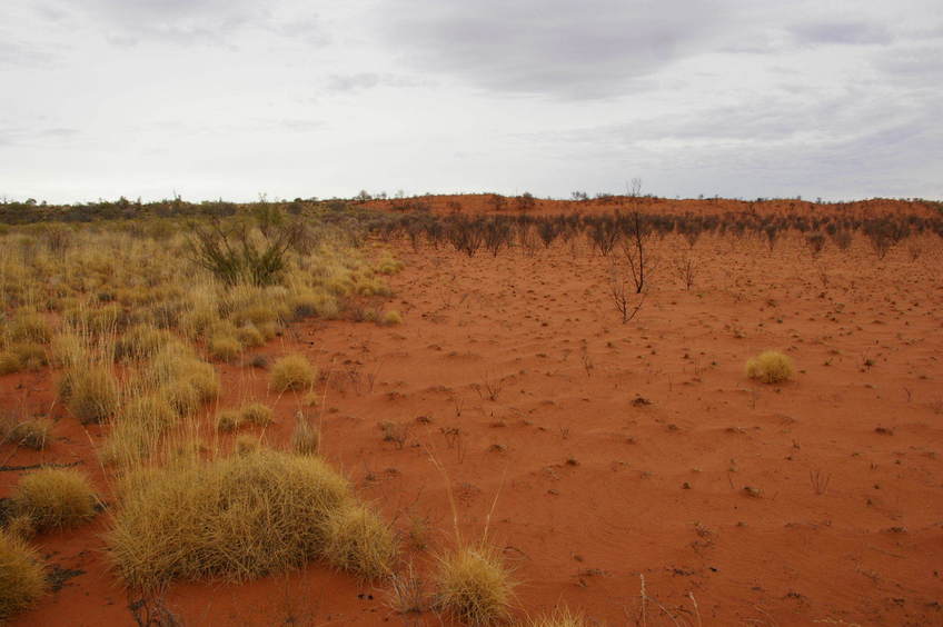 Fire burn pattern, spinifex intact on the left, everything burnt of the right