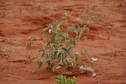 #8: Native Desert Raisin growing Metres from the Confluence