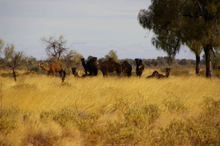 Wild Camels encountered while walking to the Confluence