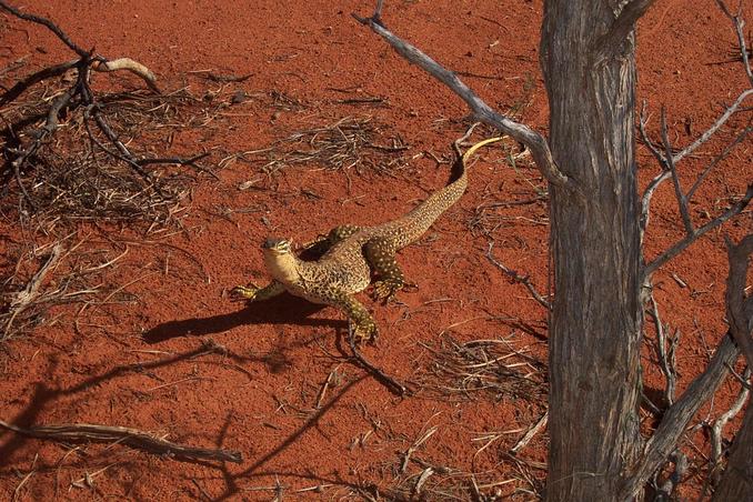 A Bungarra about 1.2 metres long looks on