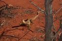 #7: A Bungarra about 1.2 metres long looks on
