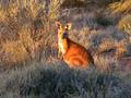 #8: A small kangaroo near the mill