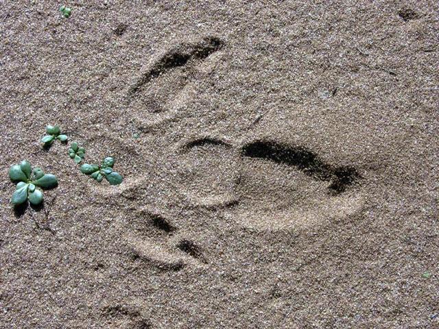 Emu footprint