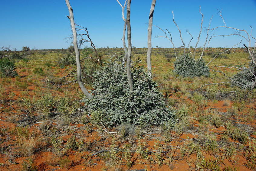 Marble Gum regrowth at the Confluence site