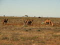 #5: Camels on the Nullarbor
