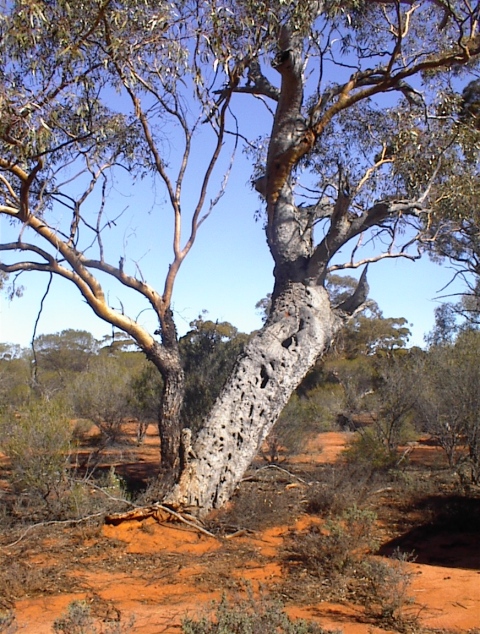 A well lived gum tree by the side of the track